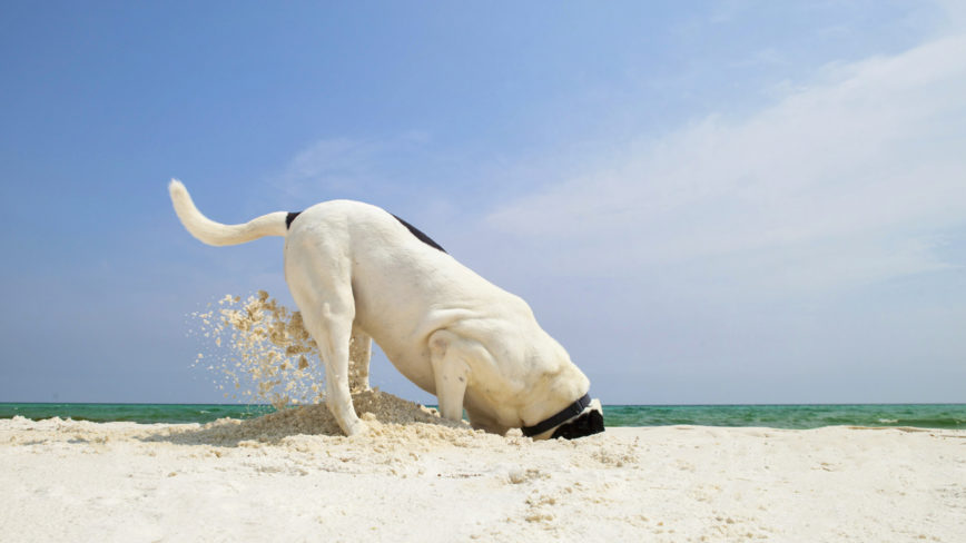 Linux find - like a dog digging holes beach searching